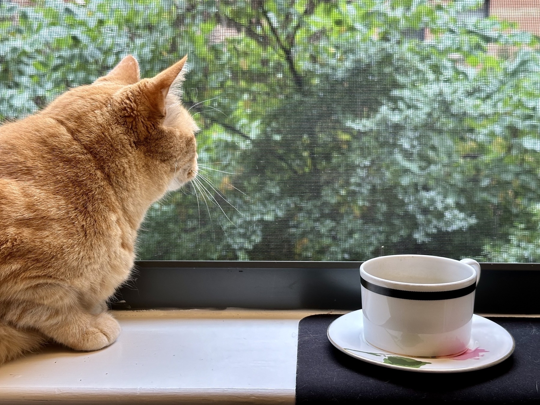 Photo of an orange tabby sitting on a window sill next to a coffee cup, looking out.