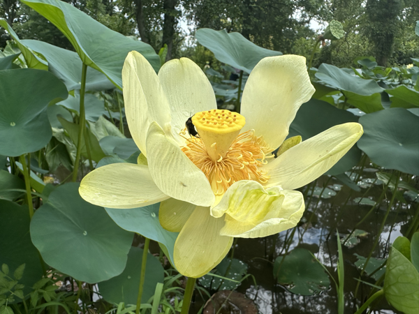 Photo of a large yellow lotus flower with a honeybee at the center.