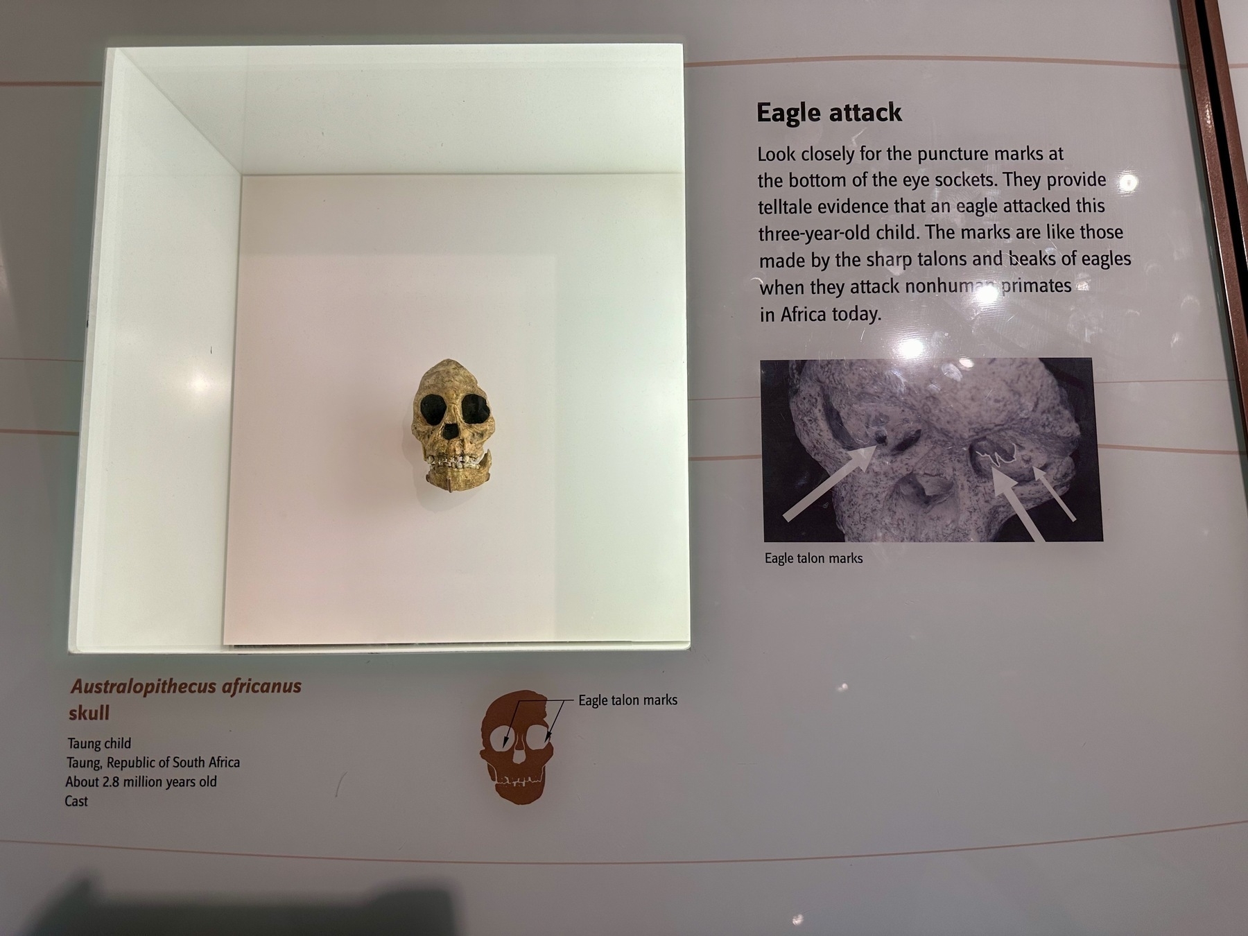 Photo of a museum exhibit about eagle attacks on early humans.