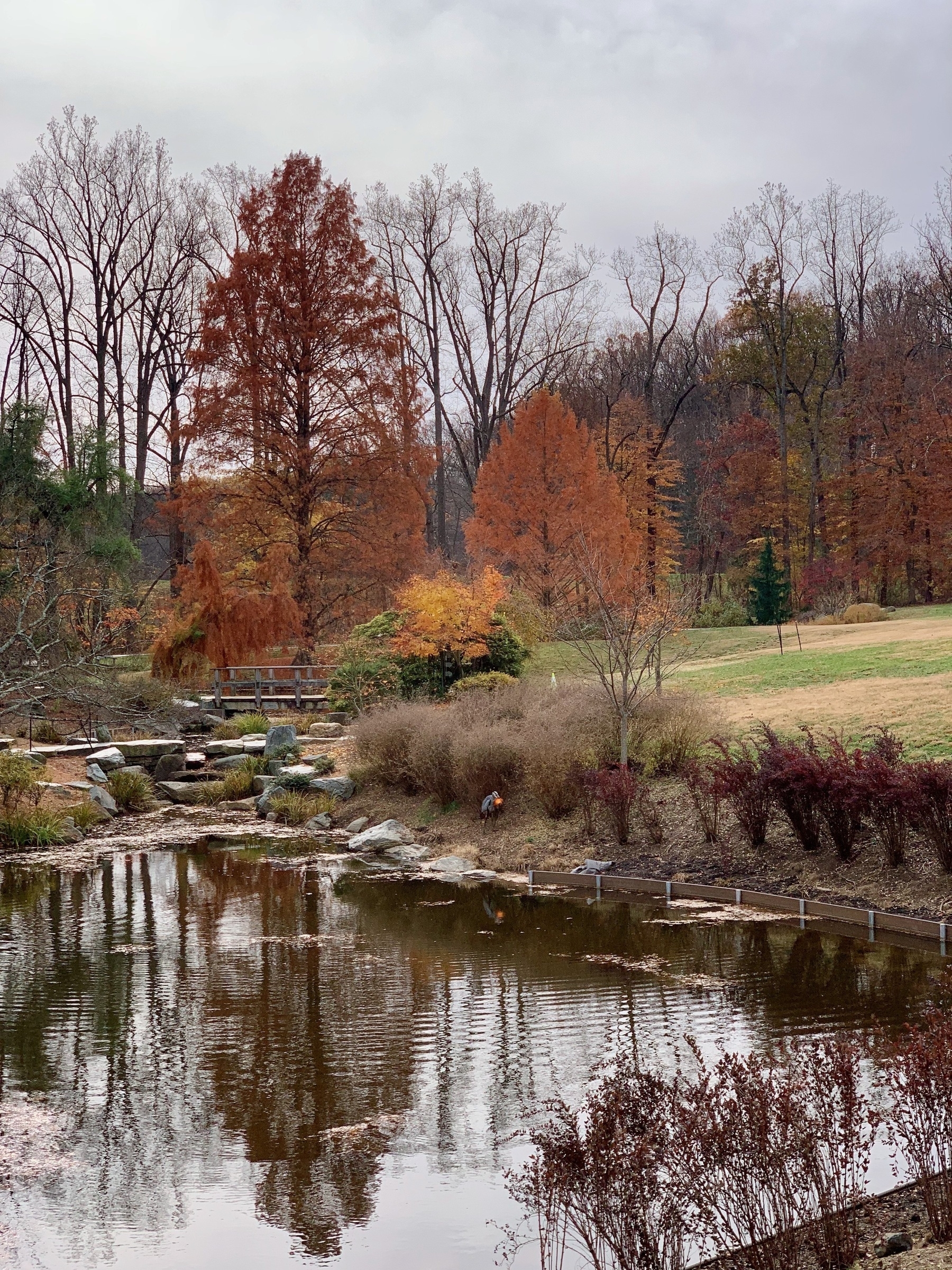 A rippled pond mirrors a fall landscape on a gloomy, overcast day. A hunched figure at the center holds something bright orange in its beak.