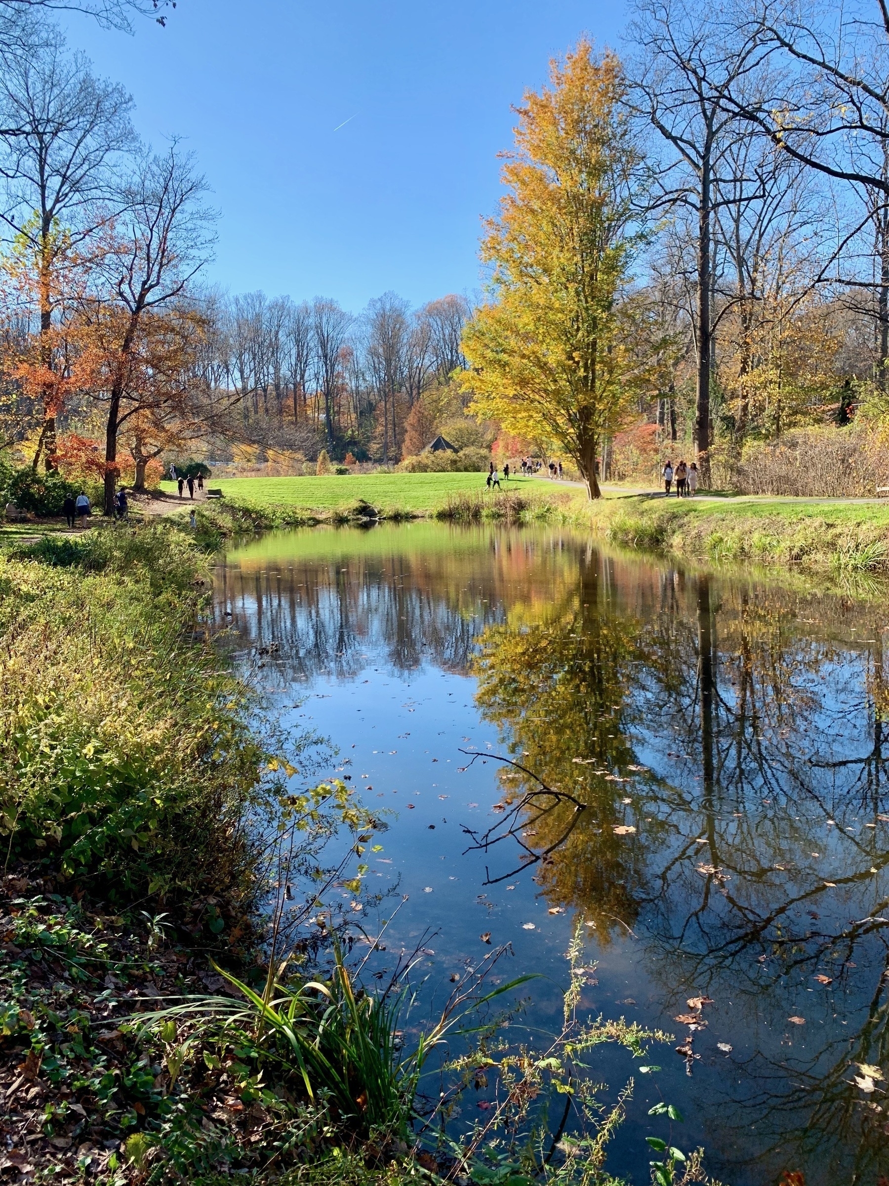 A still pond mirrors an early fall landscape under a clear blue sky.