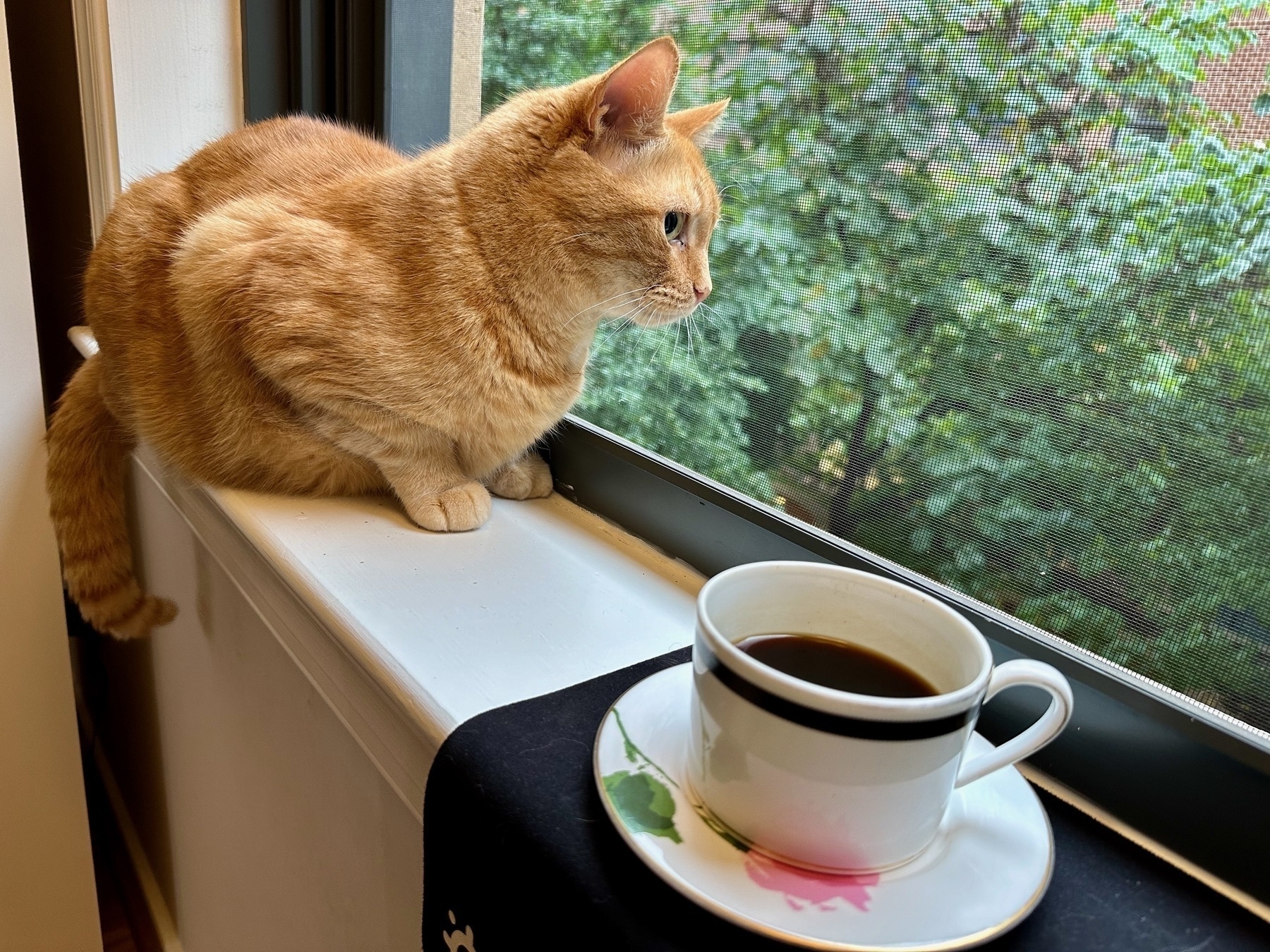 Cat sitting on the interior windowsill next to a cup of coffee, looking at outside trees. 