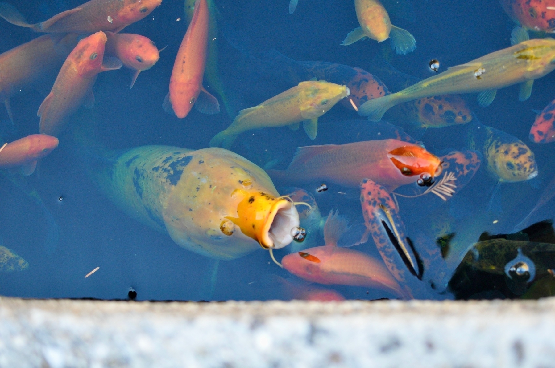 Close-up photo of a koi pond with numerous carps of all sizes looking up. The largest fish has its mouth open and sticking out of the water.