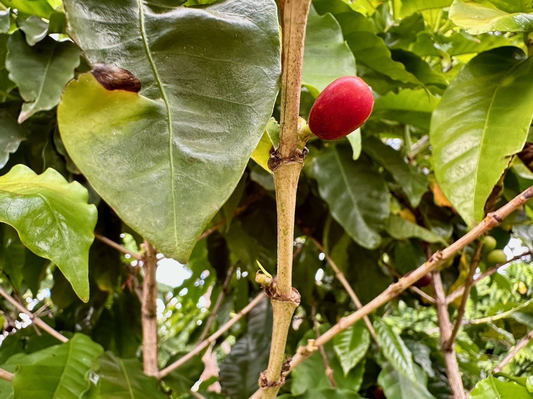 A single bright red coffee cherry surrounded by plasticy grean leaves. One of the leaves has an irregular border and a brown stain.