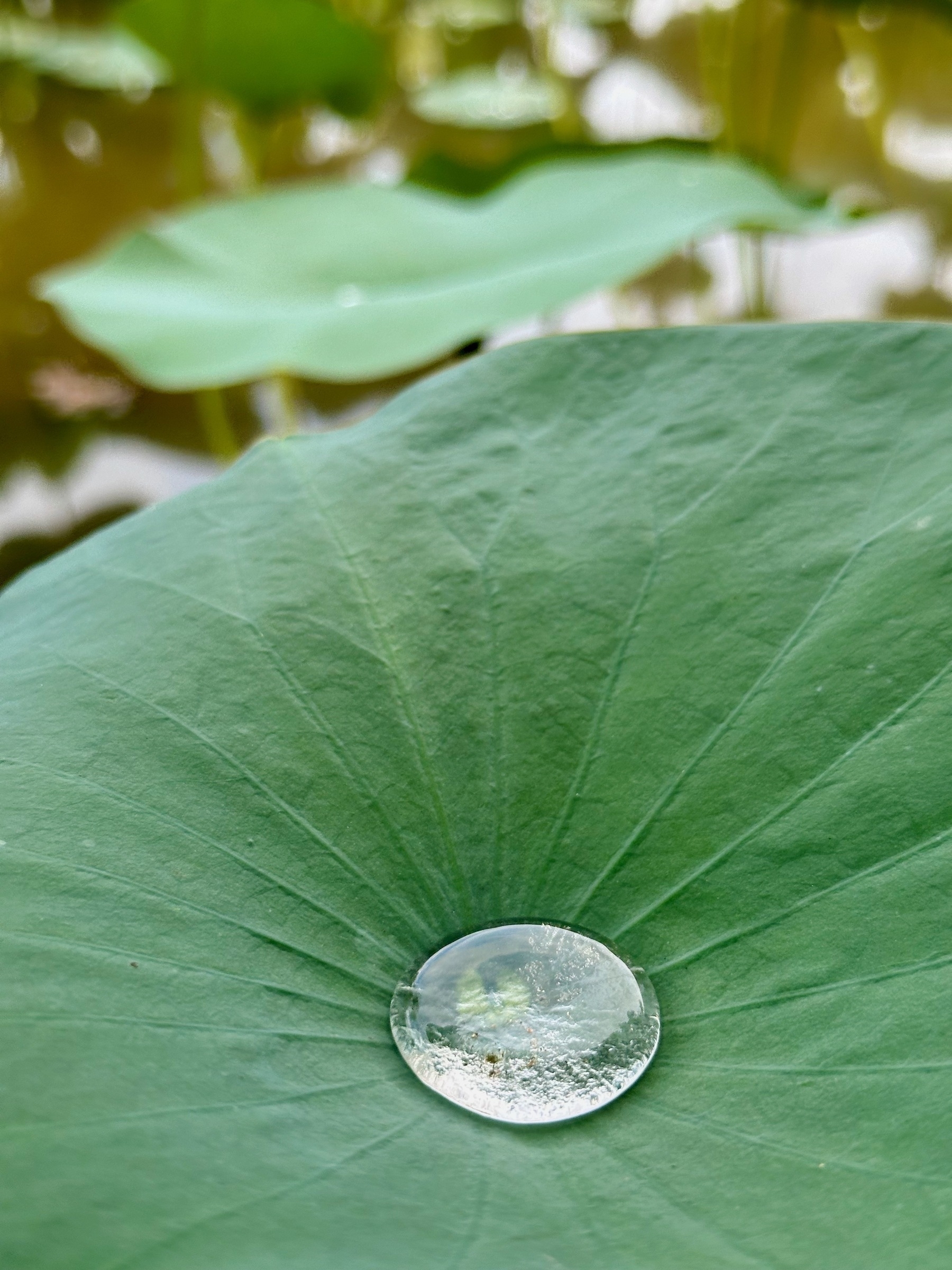 Macro photo of a small drop of clear water in the center of a dimpled green lotus leaf.