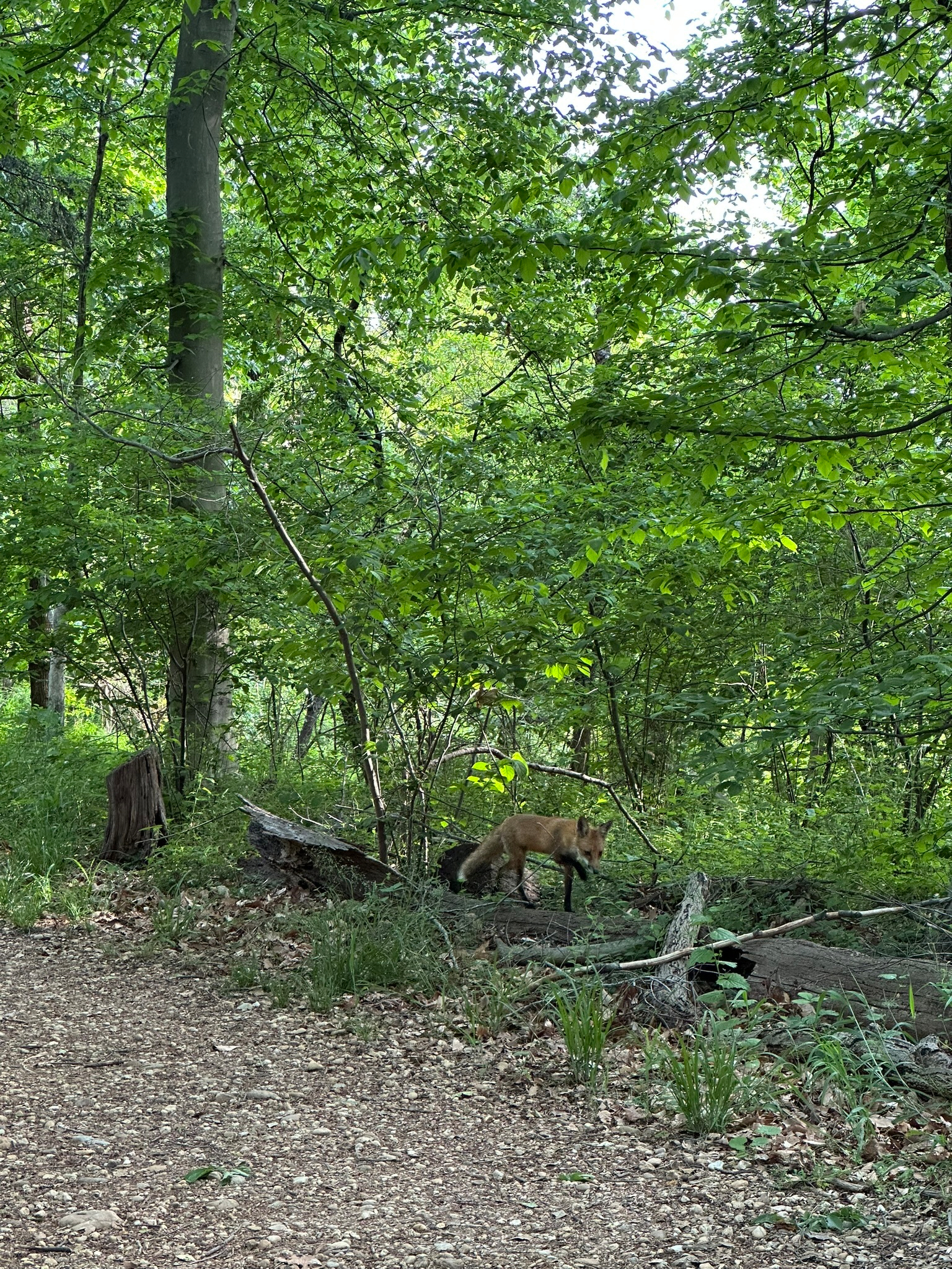 A red fox is walking next to a forest path.