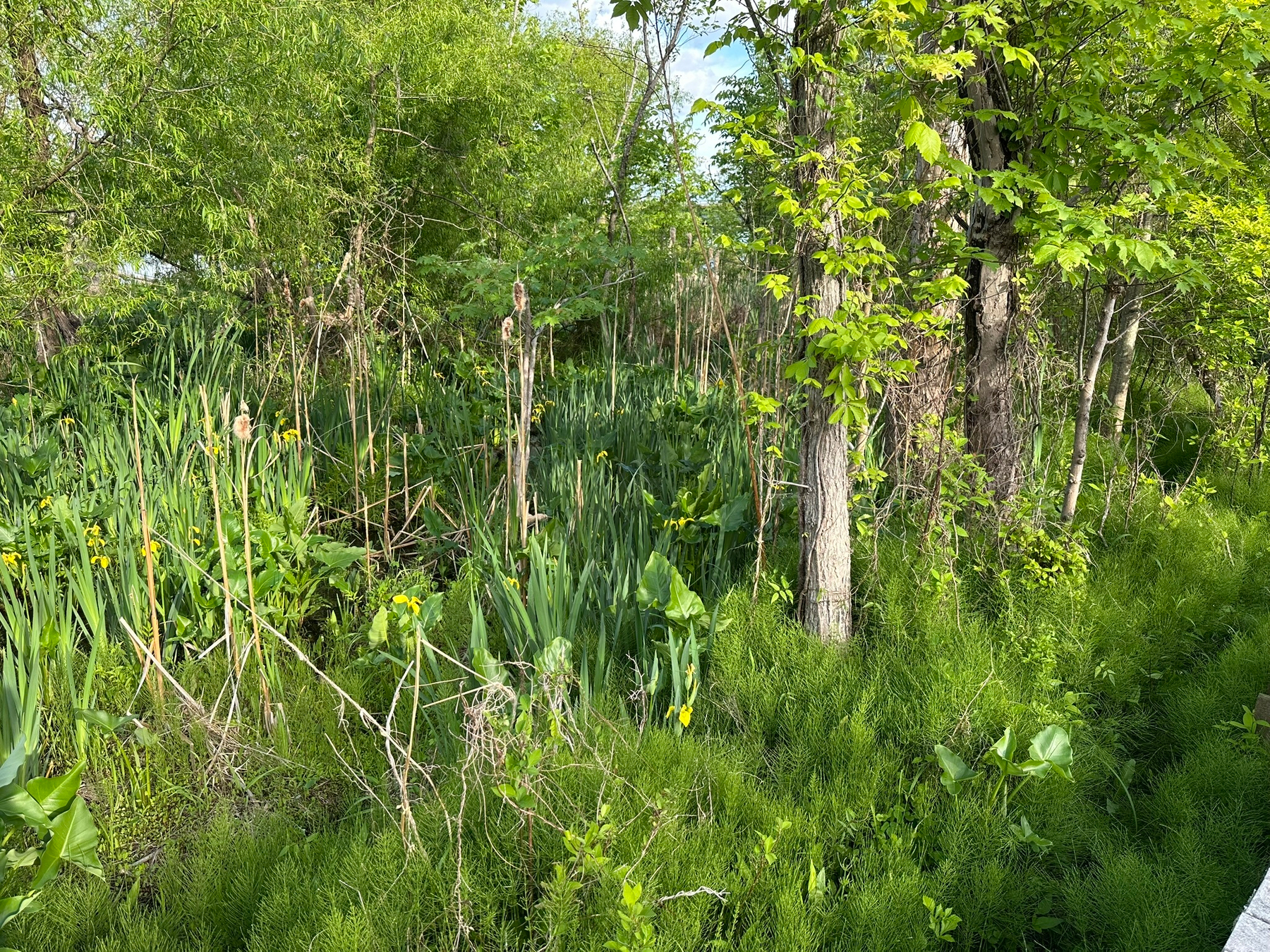 More green vegetation, with leafy deciduous trees over abundant bright-green swamp grass with small yellow flowers.