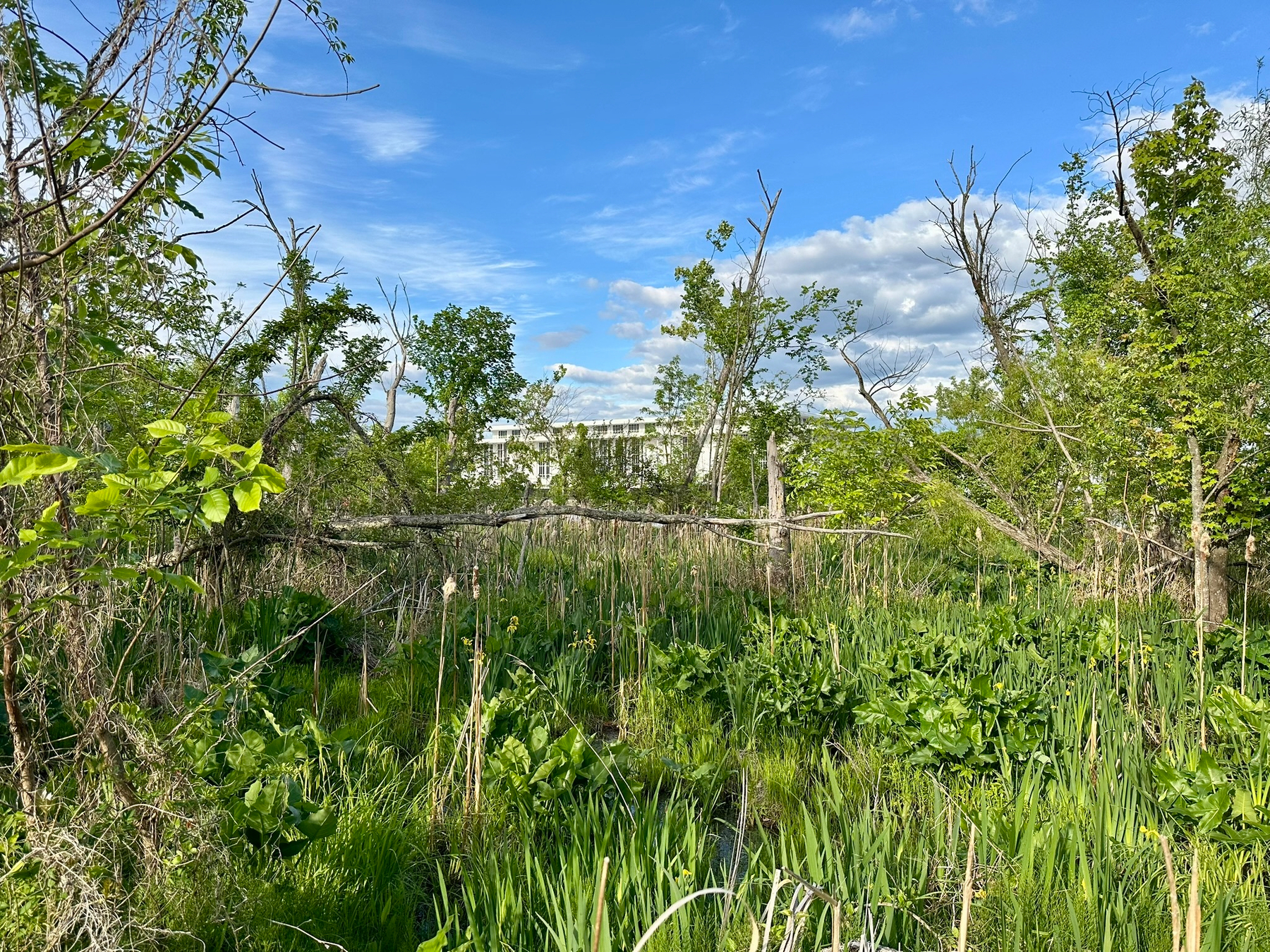 Rich green foliage in the foreground obscures a view of the Kennedy Center on the other side of the Potomac river.