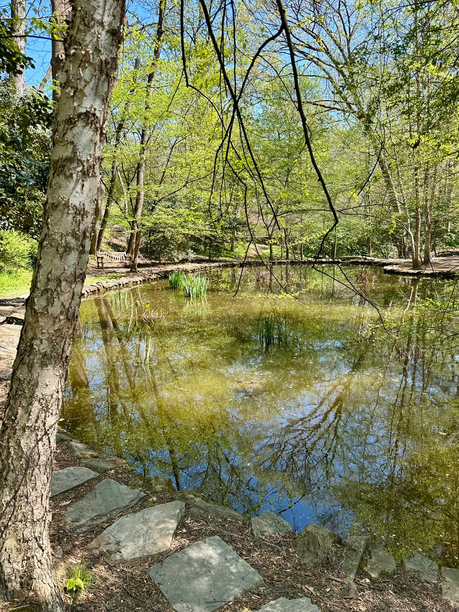 A pond reflecting surrounding trees under a clear blue sky.